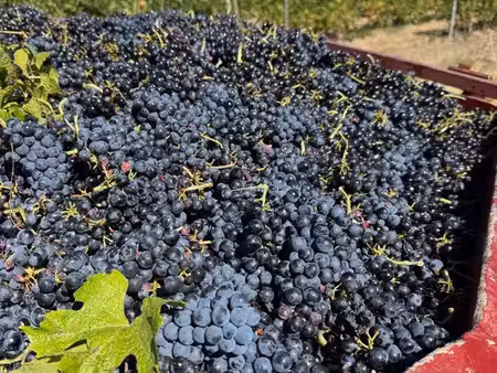 vigne fermage