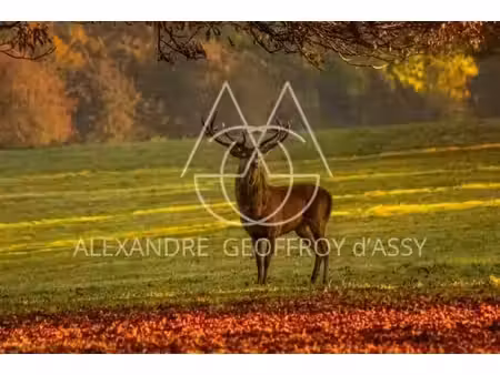 propriété à vendre blois 80 pièce(s) 6864m2 85 000 000€