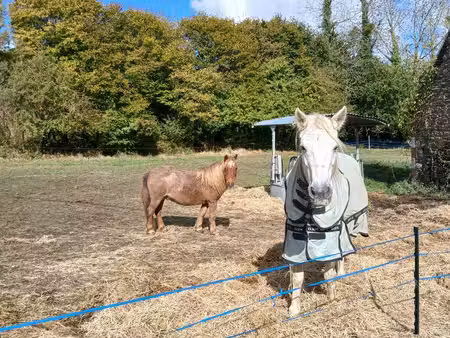 cherche maison à louer ou viager avec terrain pour poneys
