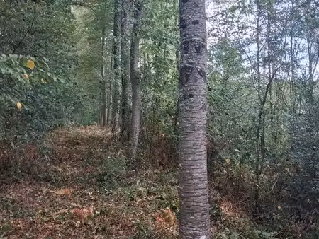 terrain à vendre et bois