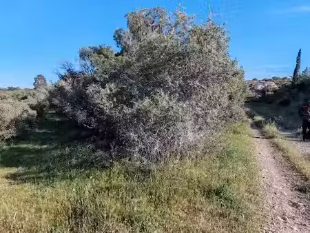 vente terrain 1325 m² à la palme (11480)  12 500 €