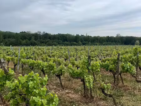 vignoble des graves à bordeaux – 5 10 ha en aoc graves rouge et chai avec espace de...