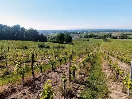 terroir très qualitatif  agriculture biologique  8 ha de vigne  2 maisons  chai