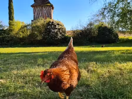 propriété avec gîte de groupe  piscine et 1 4 hectare de terrain pinel hauterive (47)