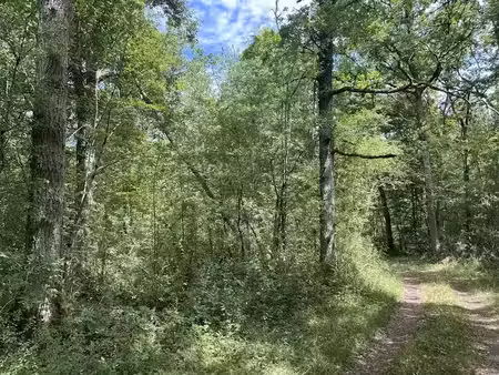 vente terrain 551889 m² à pressigny-les-pins (45290)  525 000 €