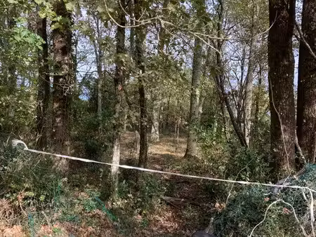 terrain boisé