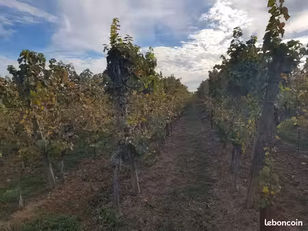 1 parcelle de vigne de 19 ares de pinot noir à beblenheim