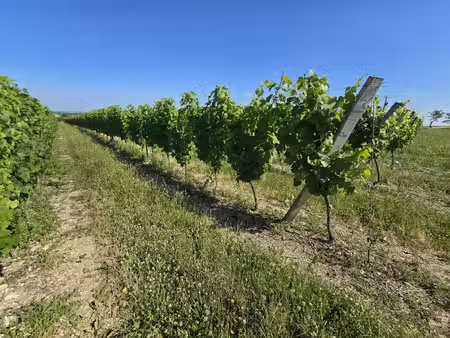 parcelles viticoles aoc st pourçain