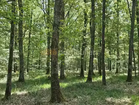 vente terrain 397860 m² à lurcy-lévis (03320)  550 000 €