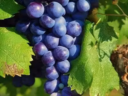 parcelles aop bourgueil cabernet franc