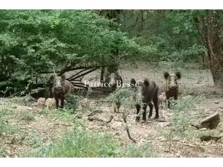 à la lisière du parc naturel de la brenne  un enclos de chasse de 240 ha  avec un pavillon