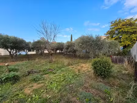 terrain plat avec oliviers