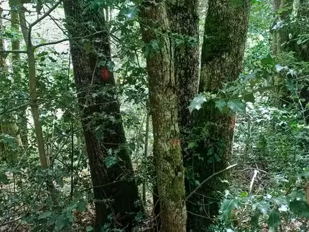 recherche parcelle de bois foret ou taillis à vendre