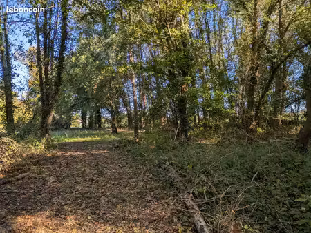 terrain boisé