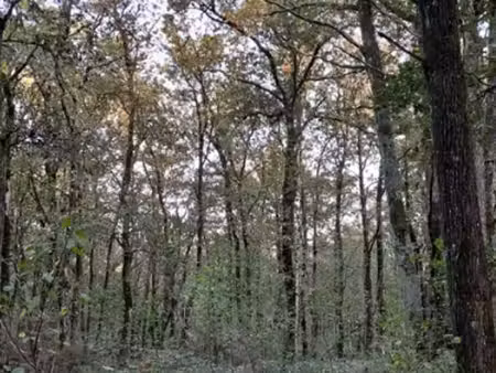 terrain  bois ou forêt