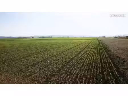 cherche exploitation céréalière
